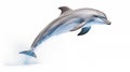 A dolphin on white background, is an aquatic mammal within the infraorder Cetacea