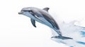 A dolphin on white background, is an aquatic mammal within the infraorder Cetacea