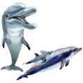 Dolphin wild mammals in a watercolor style isolated.