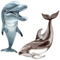 Dolphin wild mammals in a watercolor style isolated.