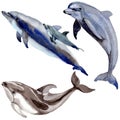 Dolphin wild mammals in a watercolor style isolated.