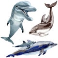 Dolphin wild mammals in a watercolor style isolated.