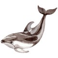 Dolphin wild mammals in a watercolor style isolated.