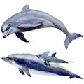 Dolphin wild mammals in a watercolor style isolated.