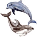 Dolphin wild mammals in a watercolor style isolated.