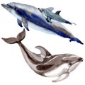 Dolphin wild mammals in a watercolor style isolated.