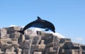 Dolphinarium in Batumi