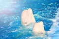 Dolphinarium. Funny beluga whale portrait from the water