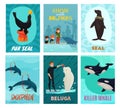 Dolphinarium Show Cards Set