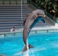 Dolphin Leaping Out Of The Water