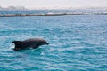 dolphine played in Red sea, Eilat Israel Royalty Free Stock Photo