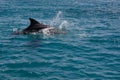 dolphine played in Red sea, Eilat Israel Royalty Free Stock Photo