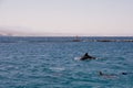 dolphine played in Red sea, Eilat Israel Royalty Free Stock Photo