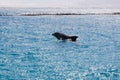 dolphine played in Red sea, Eilat Israel Royalty Free Stock Photo