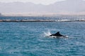 dolphine played in Red sea, Eilat Israel Royalty Free Stock Photo