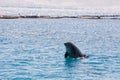 dolphine played in Red sea, Eilat Israel Royalty Free Stock Photo