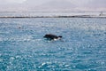 dolphine played in Red sea, Eilat Israel Royalty Free Stock Photo