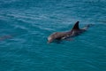 dolphine played in Red sea, Eilat Israel Royalty Free Stock Photo