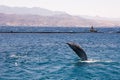 dolphine played in Red sea, Eilat Israel Royalty Free Stock Photo