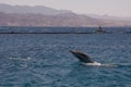dolphine played in Red sea, Eilat Israel Royalty Free Stock Photo