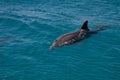 dolphine played in Red sea, Eilat Israel Royalty Free Stock Photo