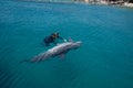 dolphine played in Red sea, Eilat Israel Royalty Free Stock Photo