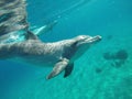 Dolphine swim in the read sea of Israel Royalty Free Stock Photo