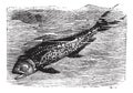 Dolphinfish or Dorado or Coryphaena sp. vintage engraving Royalty Free Stock Photo