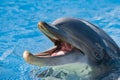 Dolphing smiling close up portrait