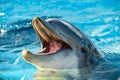 Dolphing smiling close up portrait