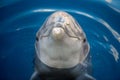 Dolphing smiling close up portrait