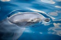 Dolphing smiling close up portrait