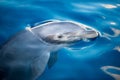 Dolphing smiling close up portrait