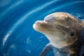 Dolphing smiling close up portrait