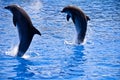 Dolphins Royalty Free Stock Photo