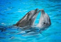 Dolphins Royalty Free Stock Photo