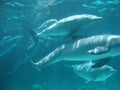 Dolphins Royalty Free Stock Photo