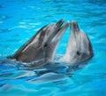 Dolphins Royalty Free Stock Photo