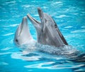 Dolphins Royalty Free Stock Photo