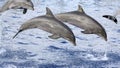 Dolphins Royalty Free Stock Photo