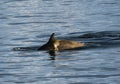 Dolphine in Antarctica in winter