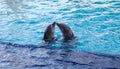 Dolphins in Aquarium Cancun Royalty Free Stock Photo