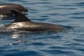 Dolphins in Atlantic Ocean