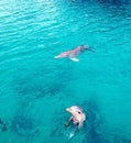 Dolphins bahamas Royalty Free Stock Photo