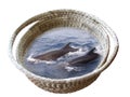 Dolphins in a Basket Royalty Free Stock Photo