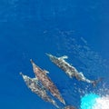 Dolphins blue water boat waves Royalty Free Stock Photo