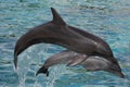 Dolphins Bow Jumping Royalty Free Stock Photo