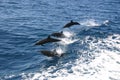 Dolphins breaching sea