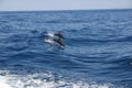 Dolphins breaching sea