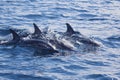 Dolphins, Cantabrian Sea, Basque Country Royalty Free Stock Photo